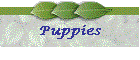 Puppies