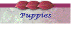 Puppies