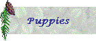 Puppies